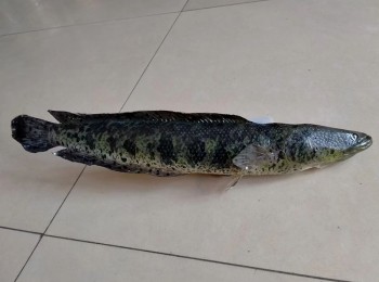 魚類動(dòng)物標(biāo)本
